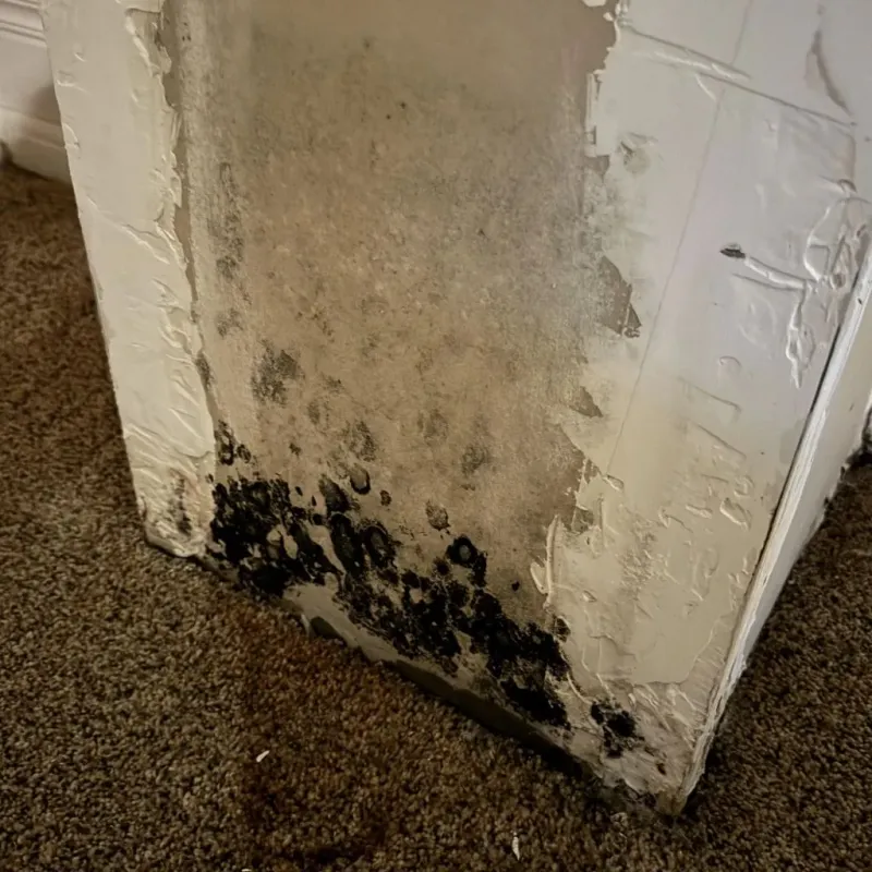 Professional Mold Removal in Nevada City, CA